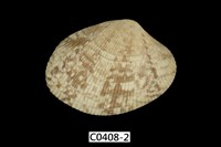 藏品(海瓜子簾蛤)的圖片